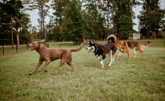 Stephanie E.'s photo of camping with pets at Greensport RV Park and Campground near Jacksonville, AL