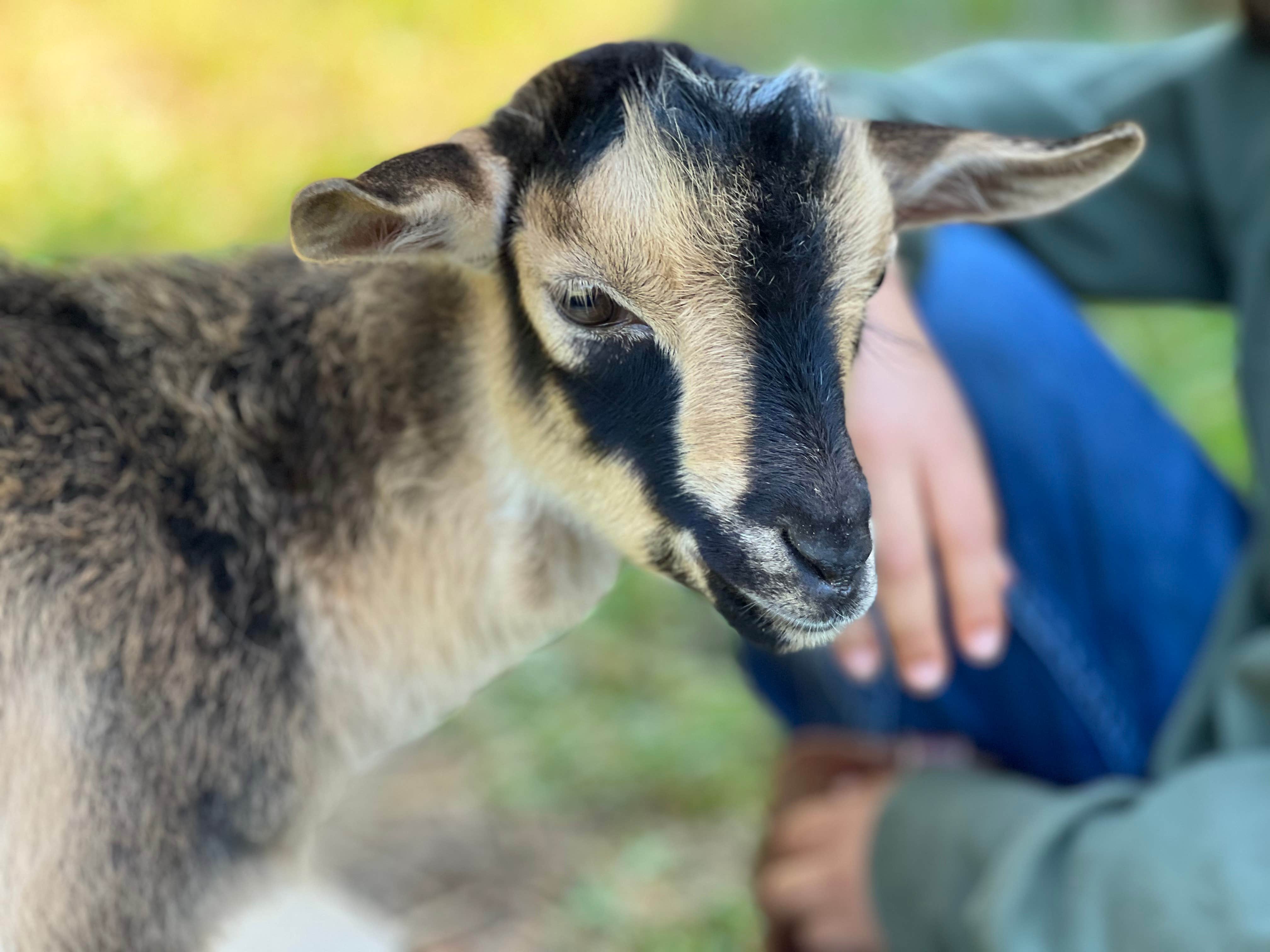 Camping near Navajo: Storybrook Acres, Mineral Bluff, Georgia