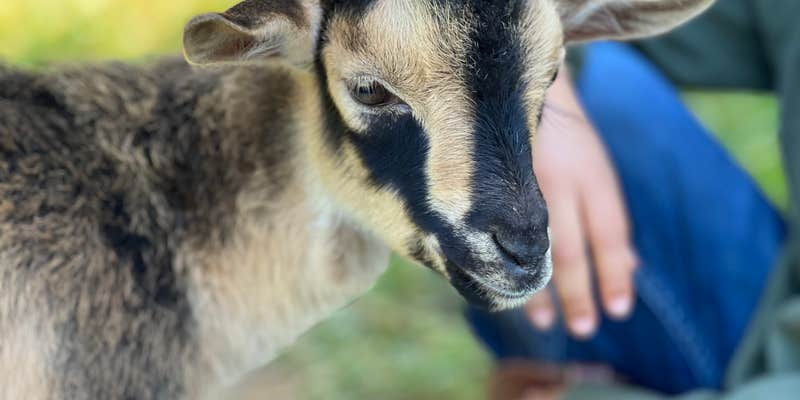 Camper submitted image from Storybrook Acres