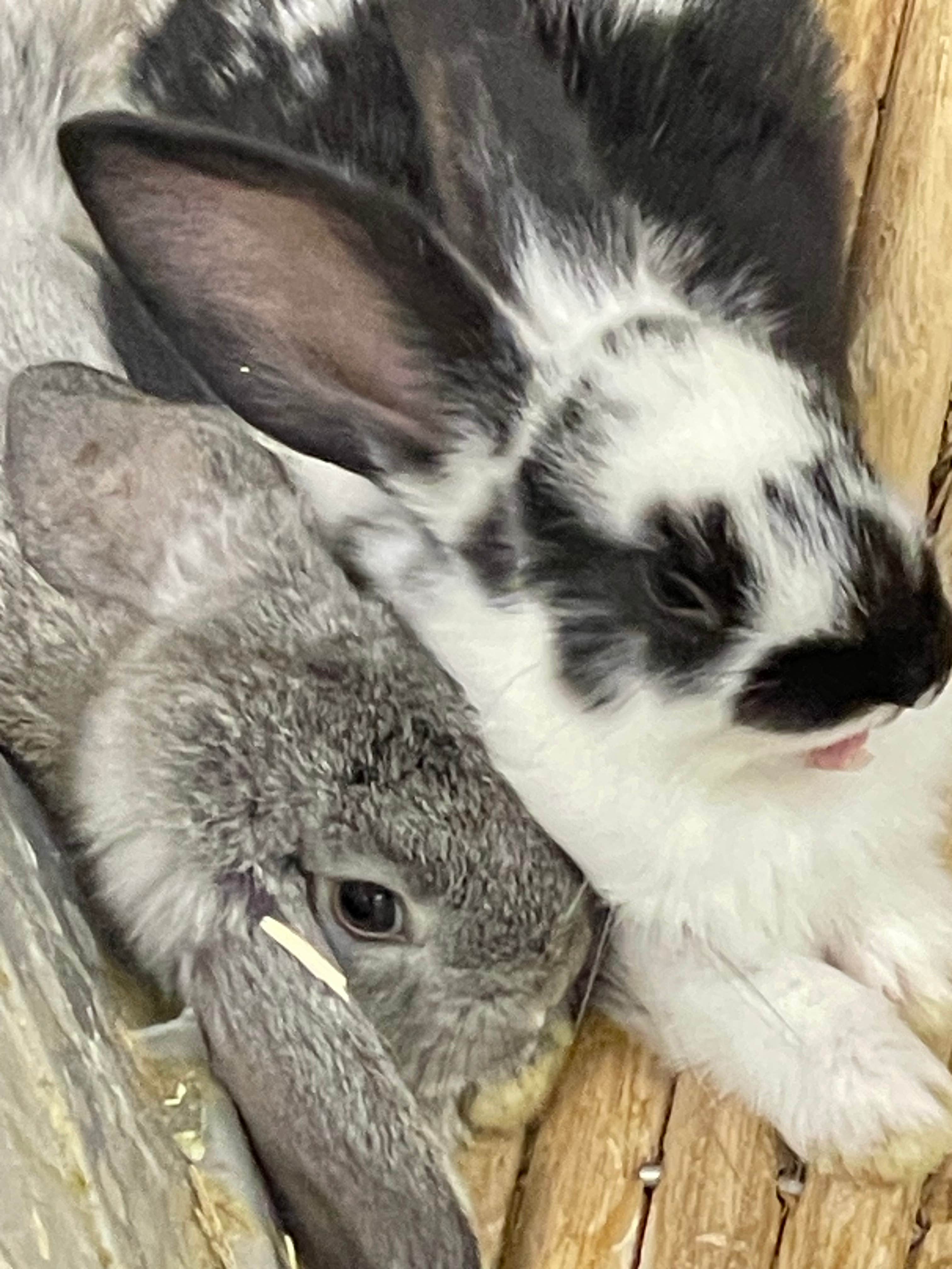 Charity B.'s photo of camping with pets at Charity’s Hope Family Farm Resort near Washington, DC