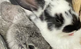 Charity B.'s photo of camping with pets at Charity’s Hope Family Farm Resort near Broomes Island, MD