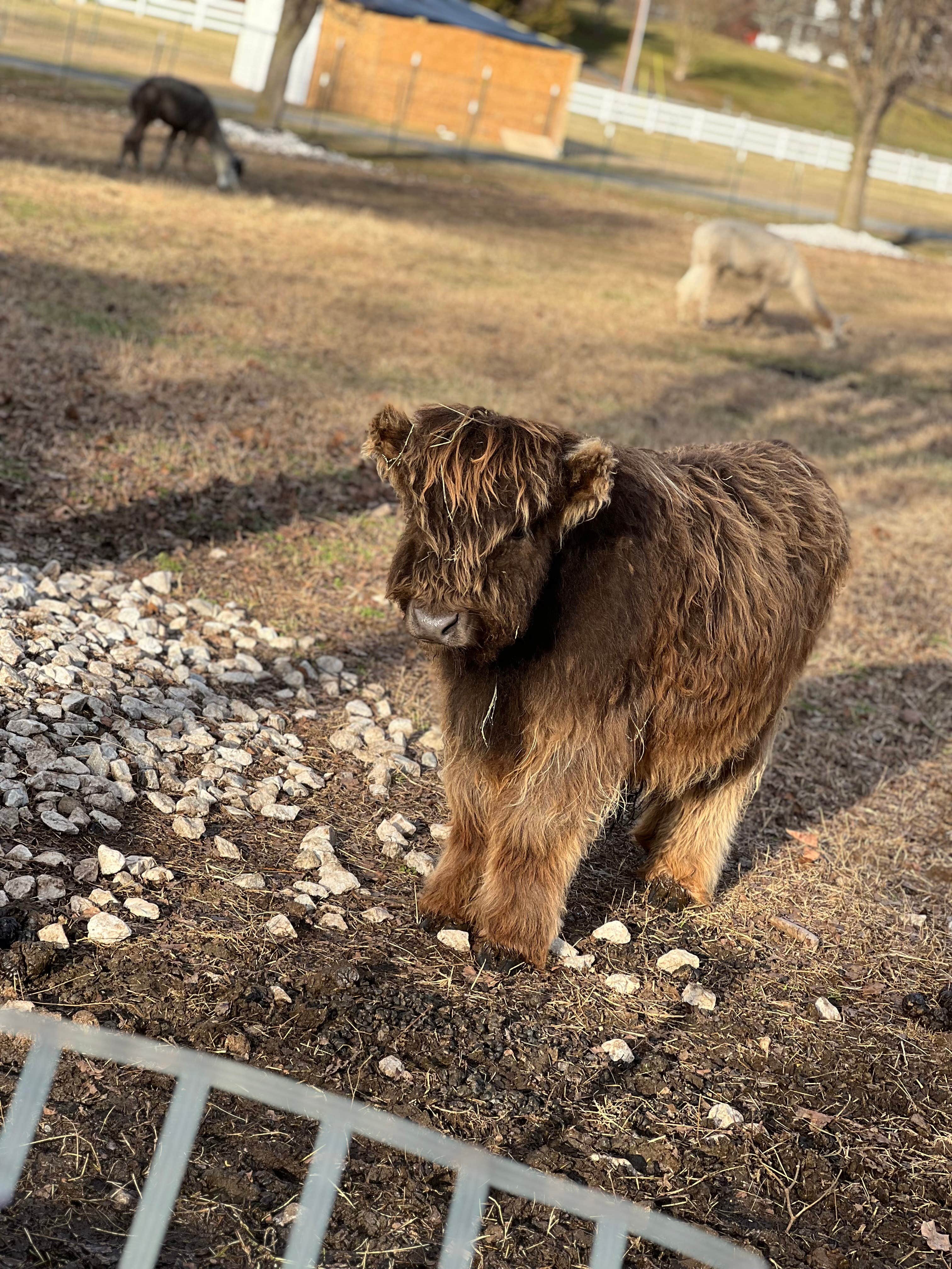 Charity B.'s photo of camping with pets at Charity’s Hope Family Farm Resort near Huntingtown, MD