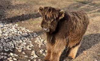 Charity B.'s photo of camping with pets at Charity’s Hope Family Farm Resort near La Plata, MD