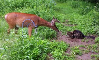 Pierre L.'s photo of camping with pets at Upper Esopus Creekside Camp near Roxbury, NY