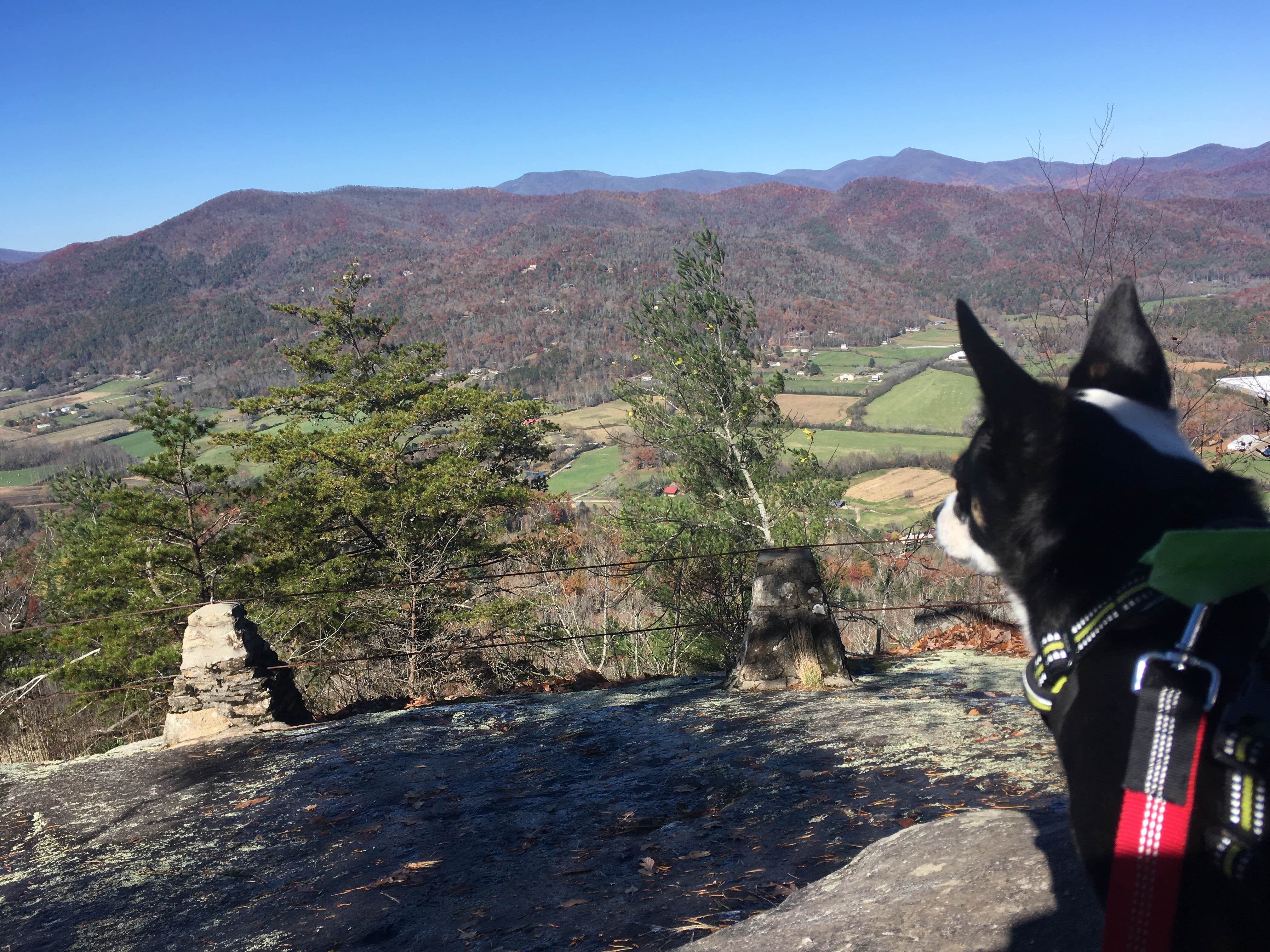 Bruno G.'s photo of camping with pets at Black Rock Mountain State Park Campground near Cashiers, NC