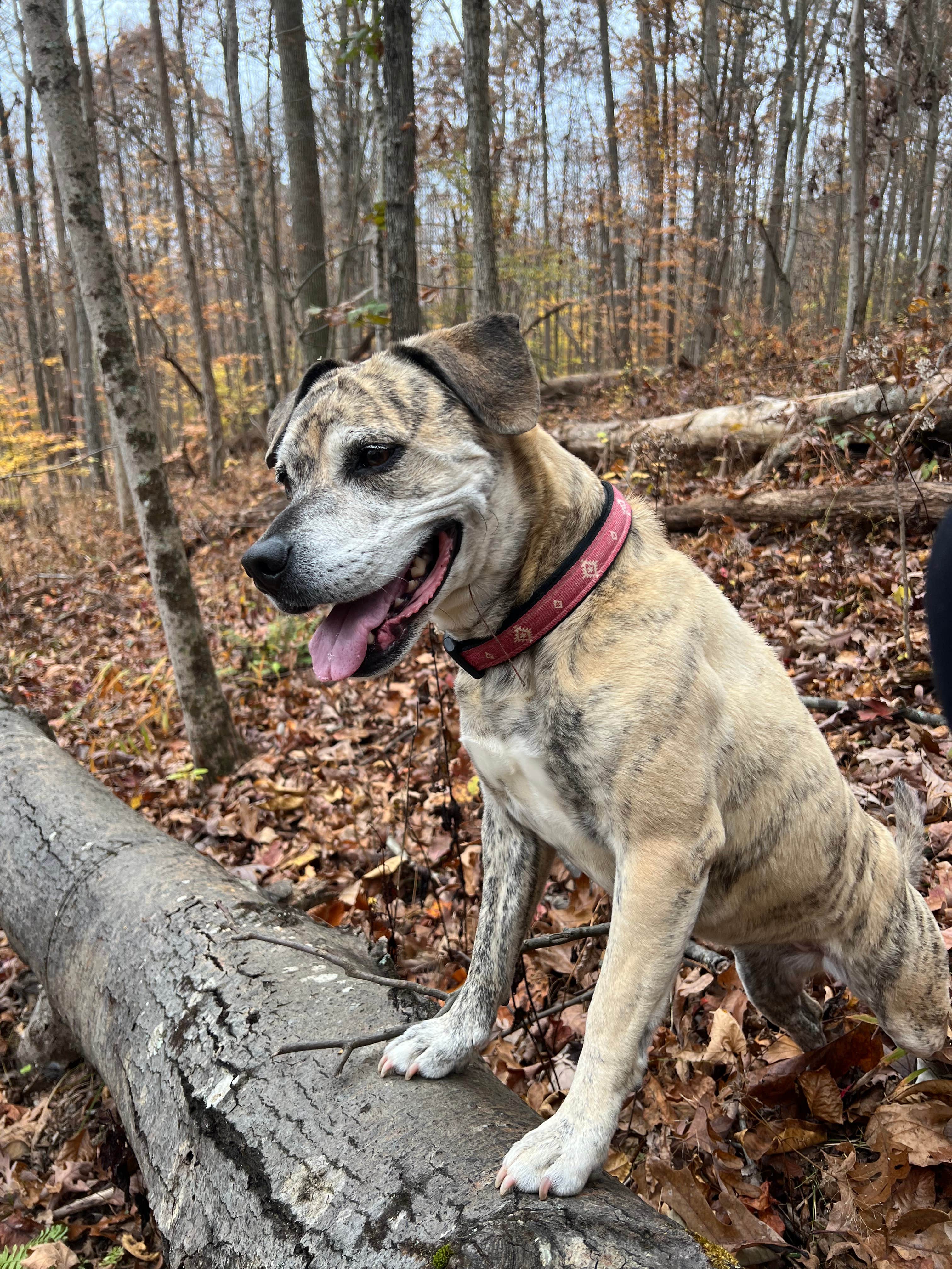 Cassandra R.'s photo of camping with pets at Backwoods Campground & Winery near Vienna, WV