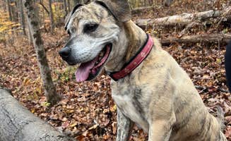 Cassandra R.'s photo of camping with pets at Backwoods Campground & Winery near Weston, WV