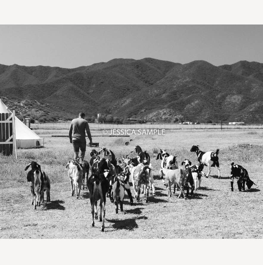 Cuyama O.'s photo of camping with pets at Cuyama Oaks Ranch near Solvang, CA
