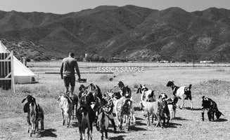Cuyama O.'s photo of camping with pets at Cuyama Oaks Ranch near Los Padres National Forest