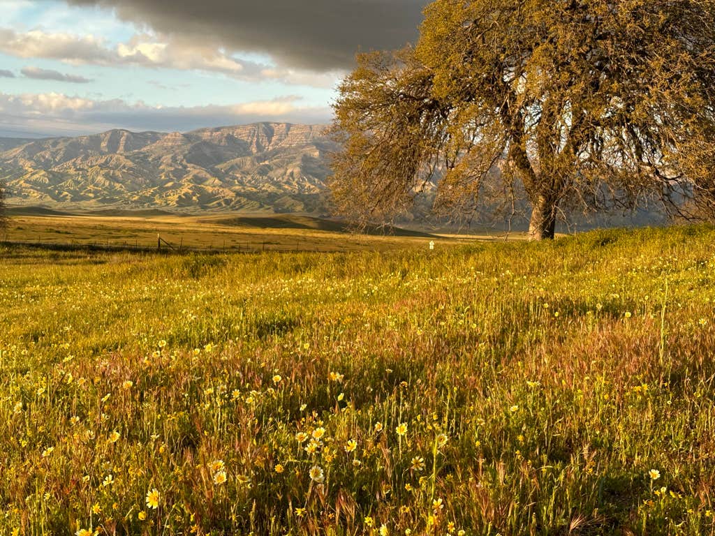 Camper-submitted photo at Cuyama Oaks Ranch near New Cuyama, CA