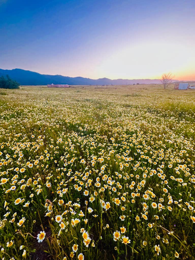 Camper-submitted photo at Cuyama Oaks Ranch near New Cuyama, CA
