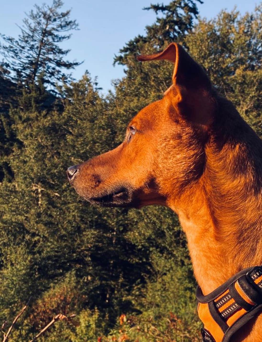 Victoria C.'s photo of camping with pets at Wine drops Creekside camp & Bills RV Parking near Tusquitee National Forest