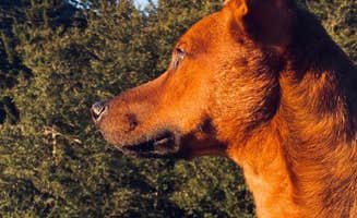 Victoria C.'s photo of camping with pets at Wine drops Creekside camp & Bills RV Parking near Epworth, GA