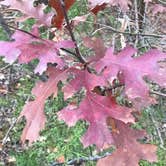 Review photo of Eisenhower State Park Campground by Crystal C., November 21, 2018