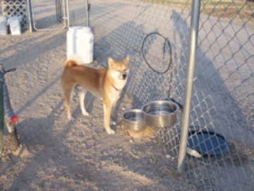Christina C.'s photo of camping with pets at DeAnza Springs Resort Clothing Optional near Ocotillo, CA