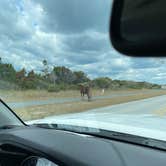 Review photo of Assateague State Park Campground by Sharon L., February 18, 2024