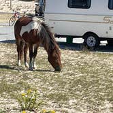 Review photo of Assateague State Park Campground by Sharon L., February 18, 2024