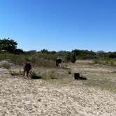 Review photo of Assateague State Park Campground by Sharon L., February 18, 2024