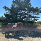 Review photo of Assateague State Park Campground by Sharon L., February 18, 2024