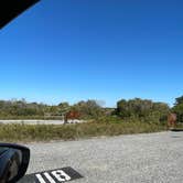 Review photo of Assateague State Park Campground by Sharon L., February 18, 2024