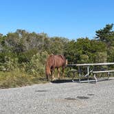 Review photo of Assateague State Park Campground by Sharon L., February 18, 2024