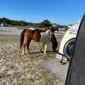 Review photo of Assateague State Park Campground by Sharon L., February 18, 2024