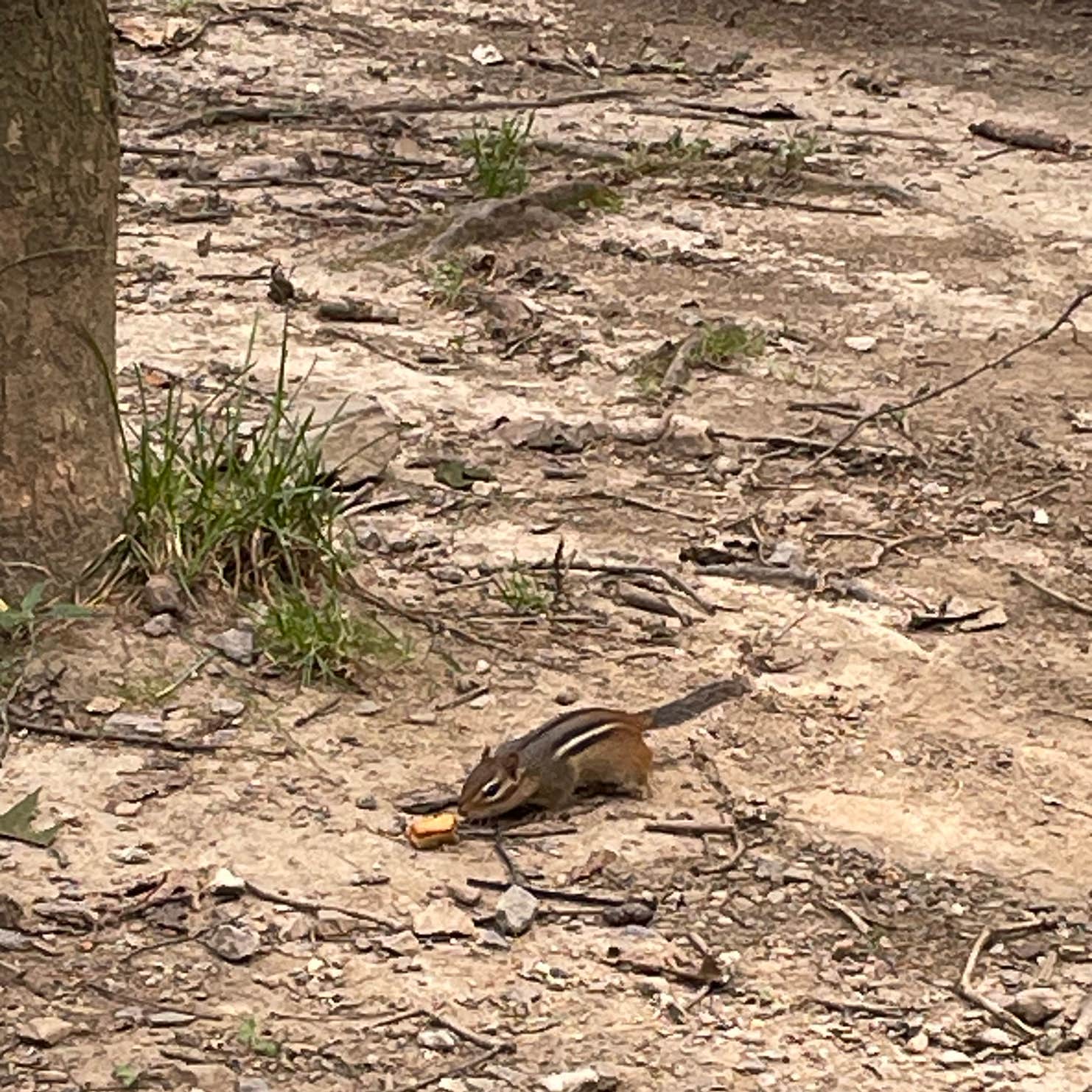 Caledonia State Park Campground | Fayetteville, PA