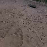 Review photo of Dunewood Campground — Indiana Dunes National Park by Emily W., August 23, 2016