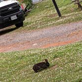 Review photo of Shenandoah Valley Campground by Sharon L., February 19, 2024