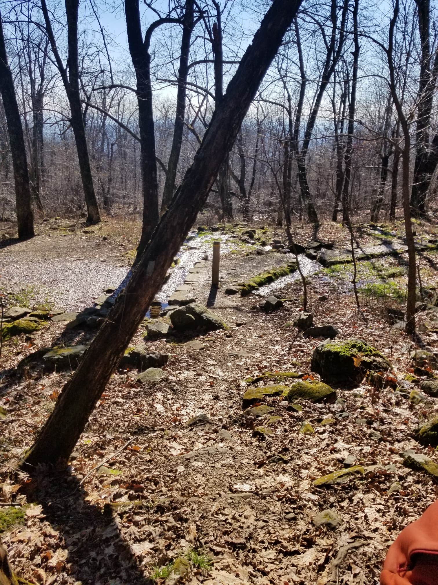 Camper-submitted photo at Gravel Springs Hut — Shenandoah National Park near Rippon, WV