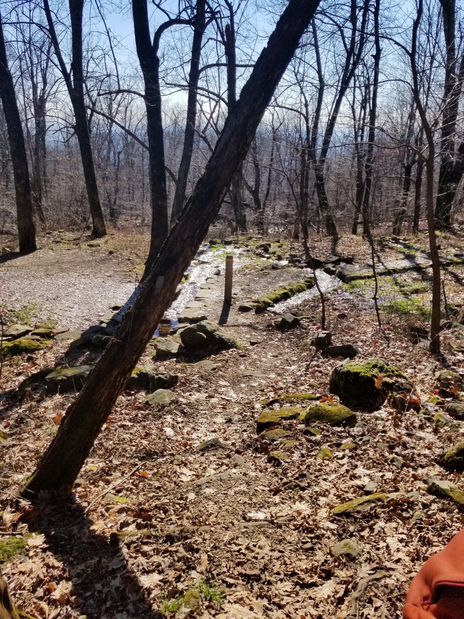 Camper submitted image from Gravel Springs Hut — Shenandoah National Park - 4
