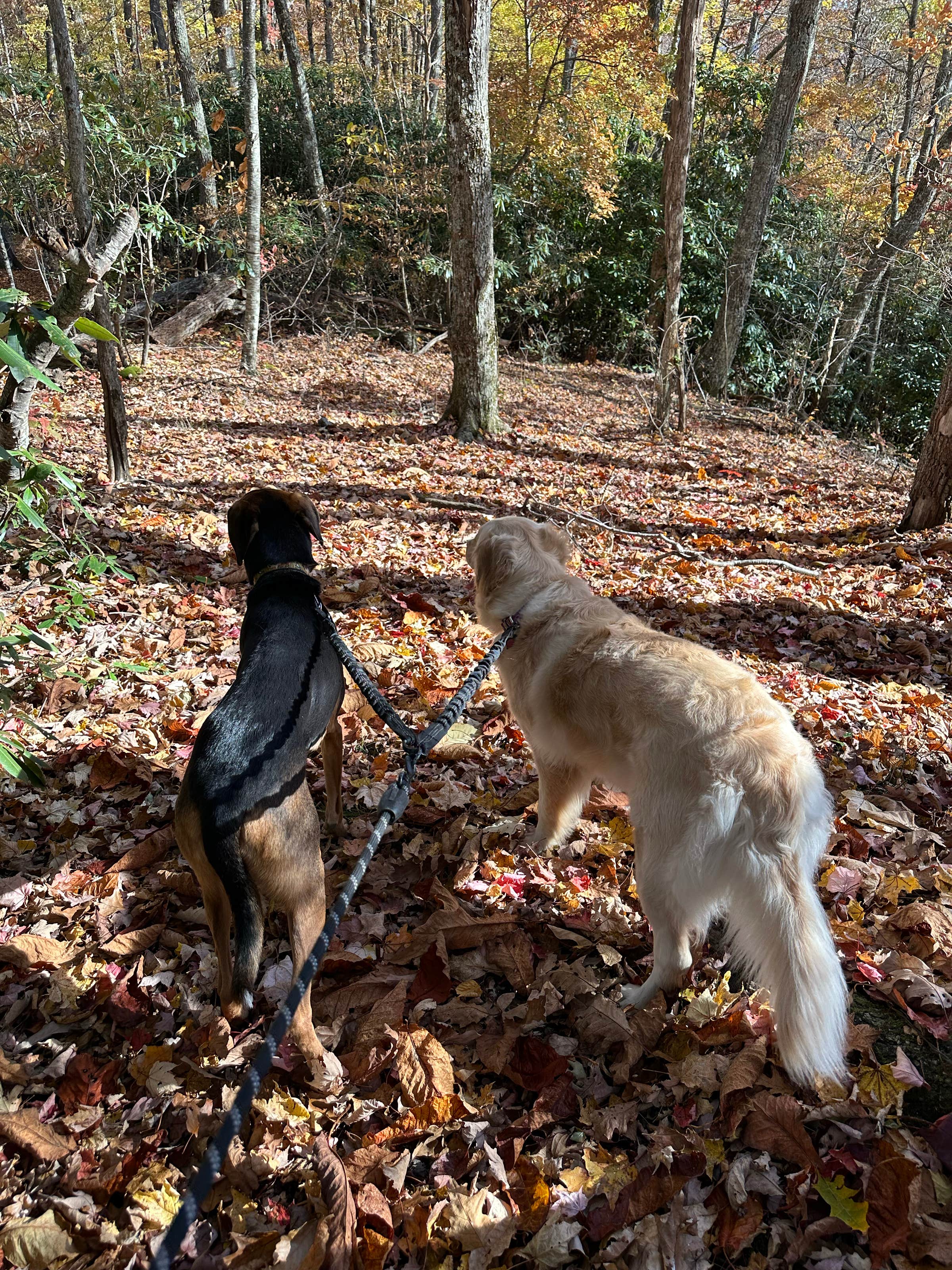 Kim A.'s photo of camping with pets at The Barlow RV near Beech Mountain, NC