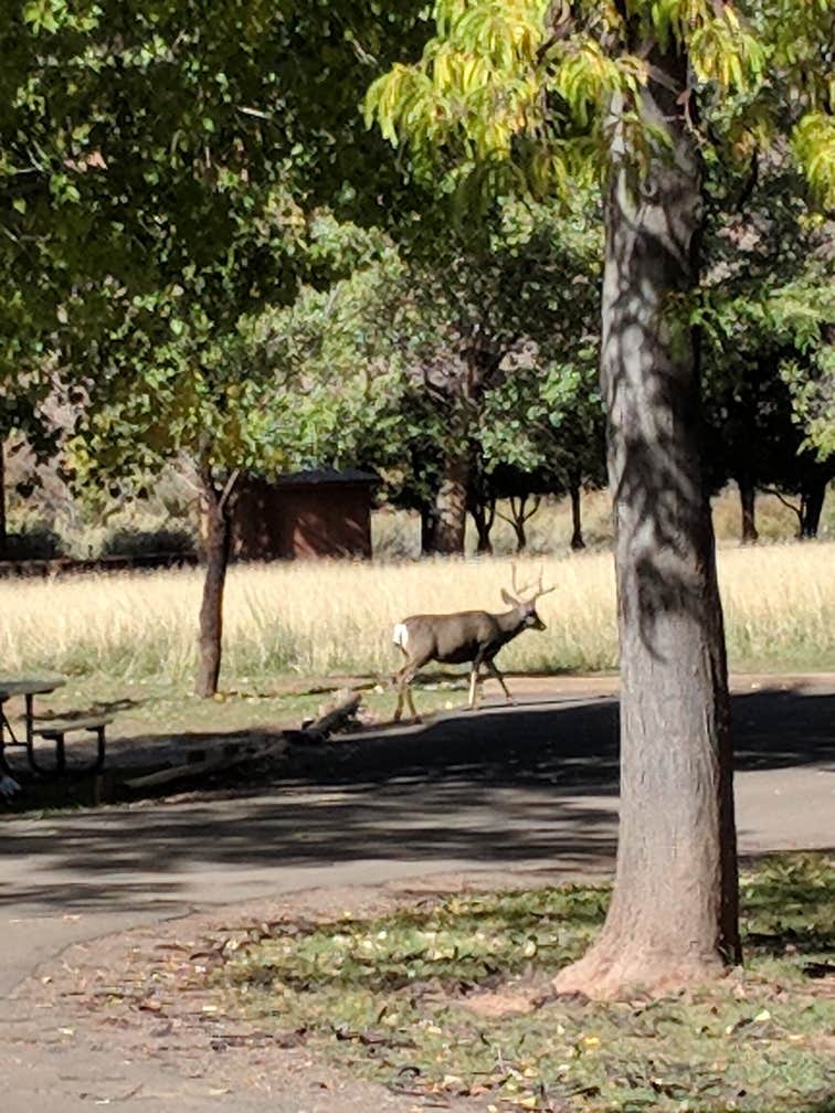 Lots of deer in the campground