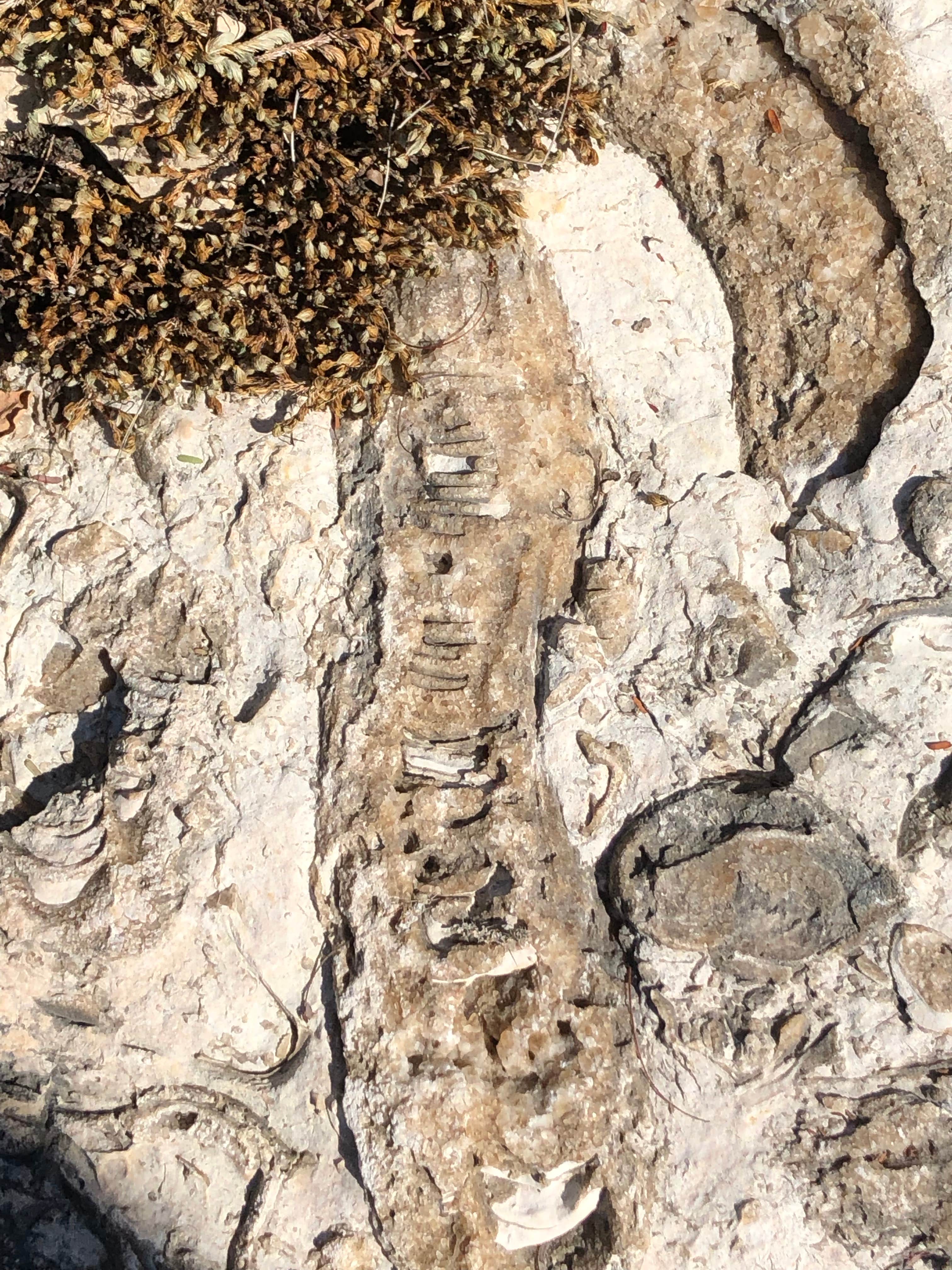 Camper-submitted photo at Devils River State Natural Area Del Norte Unit near Comstock, TX