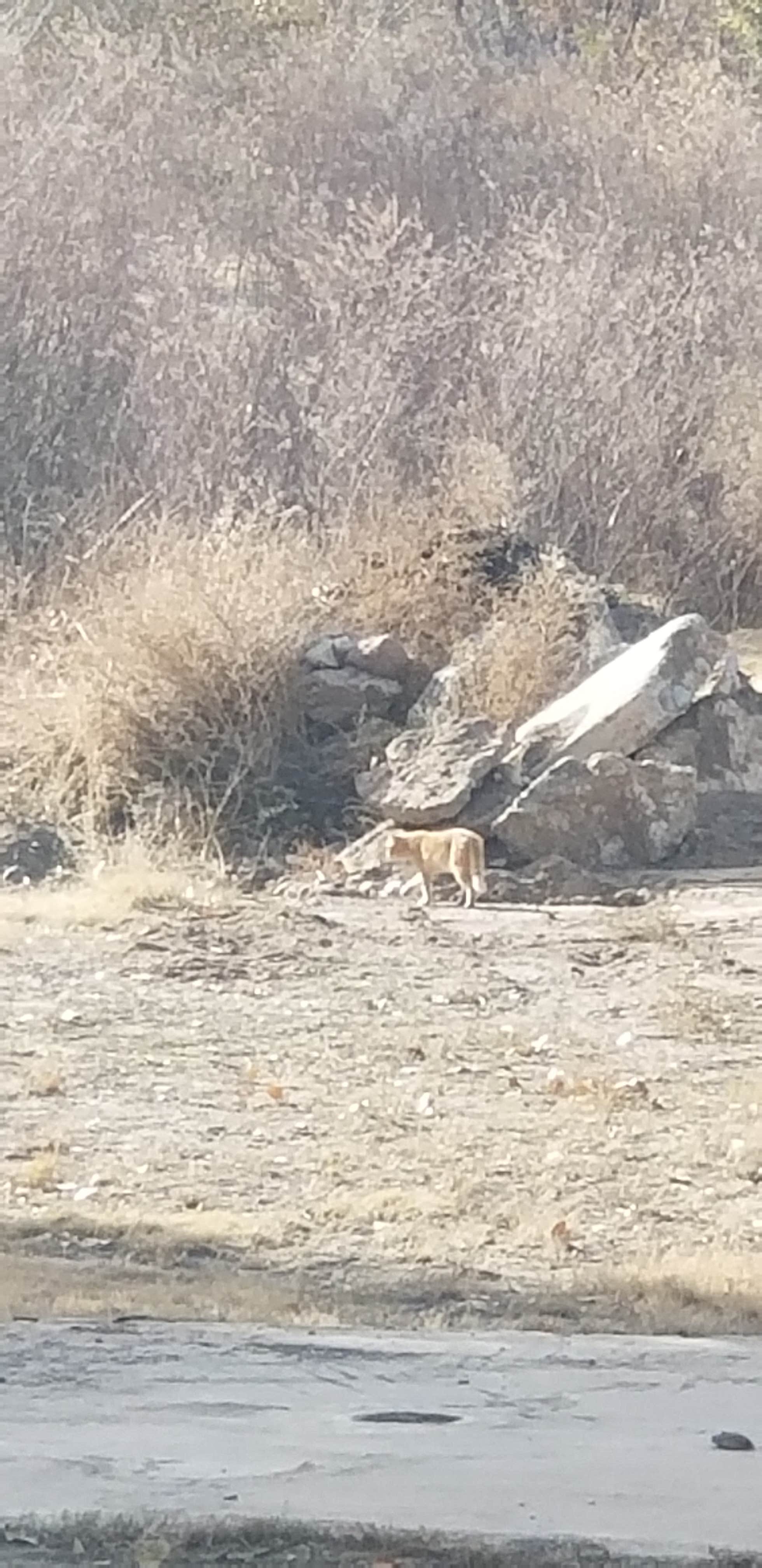Animals