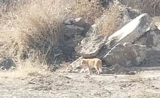 Ken M.'s photo of camping with pets at Percha Dam State Park Campground near Hatch, NM
