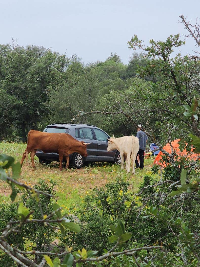Camper-submitted photo at Brown Chicken Brown Cow Ranch near Llano, TX