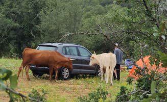 Michelle and Chad H.'s photo at Brown Chicken Brown Cow Ranch near Kingsland, TX
