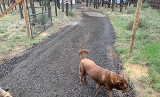 Eldon S.'s photo of camping with pets at La Pine, Oregon near Fort Rock, OR