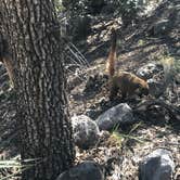 Review photo of Bonita Canyon Campground — Chiricahua National Monument by Bill R., February 24, 2024