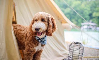 The Dyrt's photo of camping with pets at Timberline Glamping At Unicoi State Park near Chattahoochee-Oconee National Forests