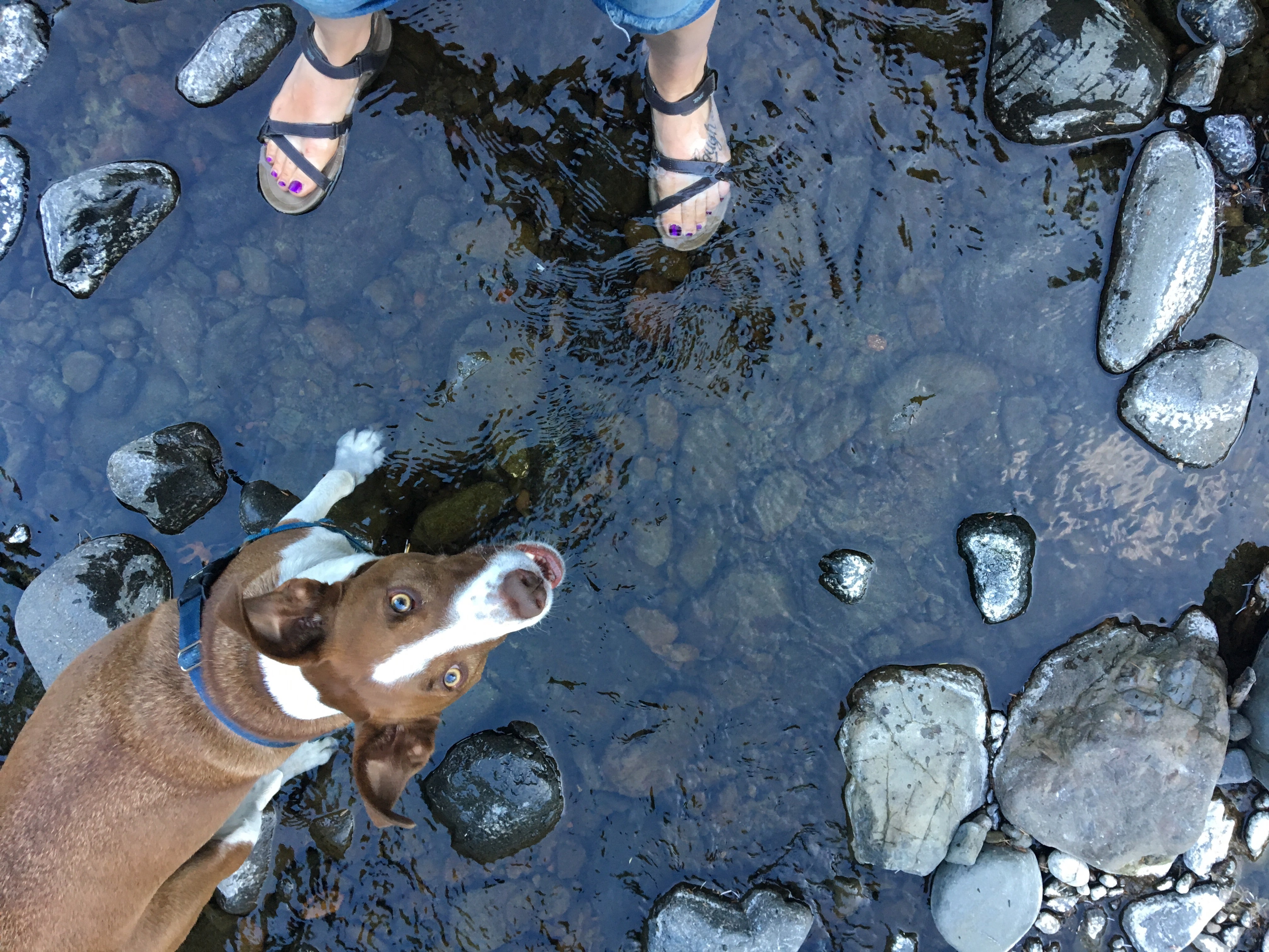 My dog Jackson and I loved this stream at the campground. Take off your shoes and stick your feet in the icy water! Feels great after walking on hard sand at the beach all day. 