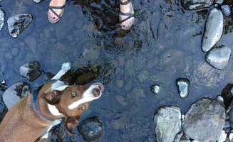 Britany R.'s photo of camping with pets at Kilchis Park near Tillamook, OR
