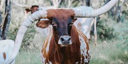 Camper submitted image from Down Horn Ranch