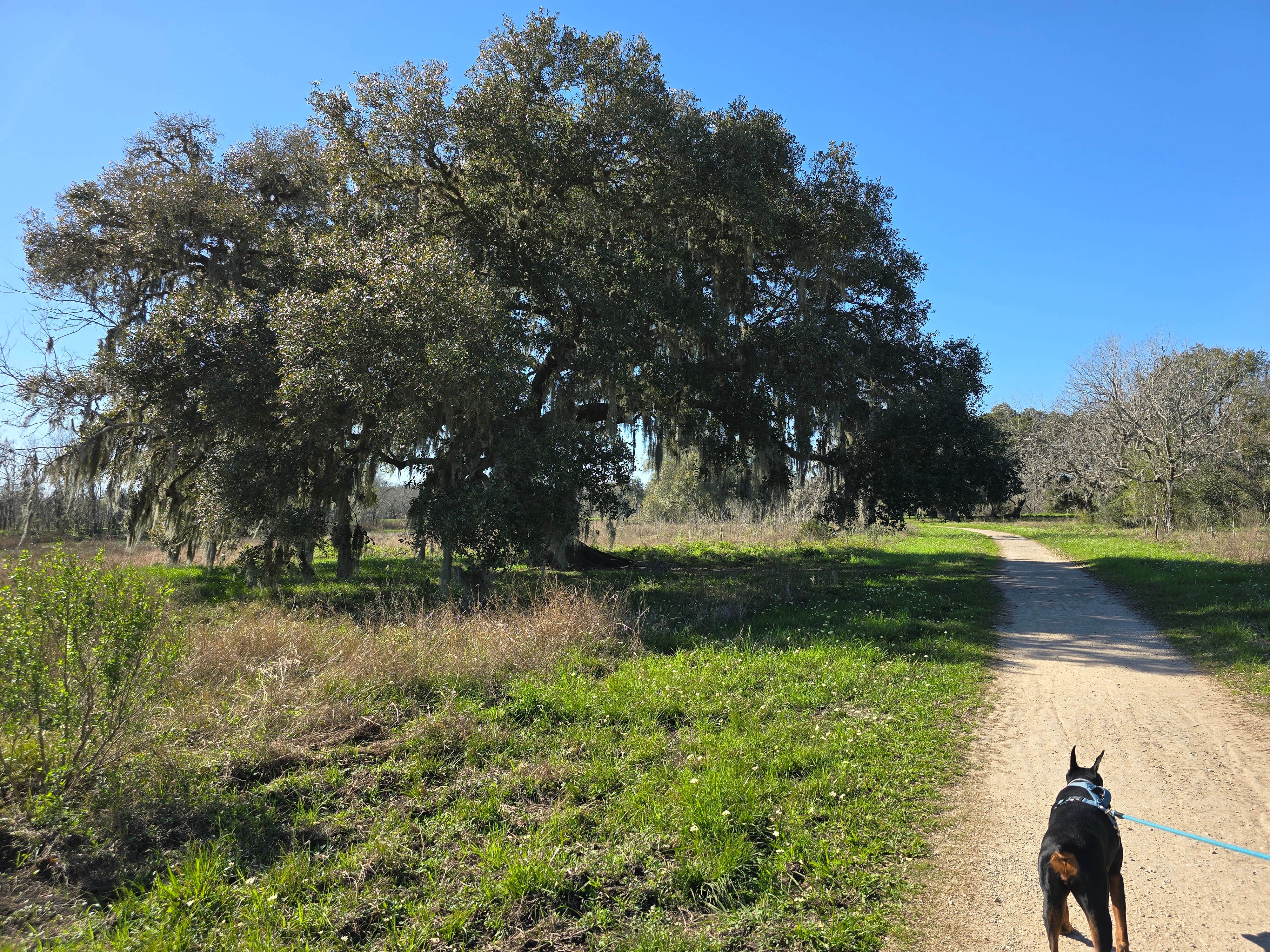 Charles &.'s photo of camping with pets at Brazos Bend State Park Campground near Houston, TX