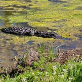 Review photo of Brazos Bend State Park Campground by Charles &., February 28, 2024