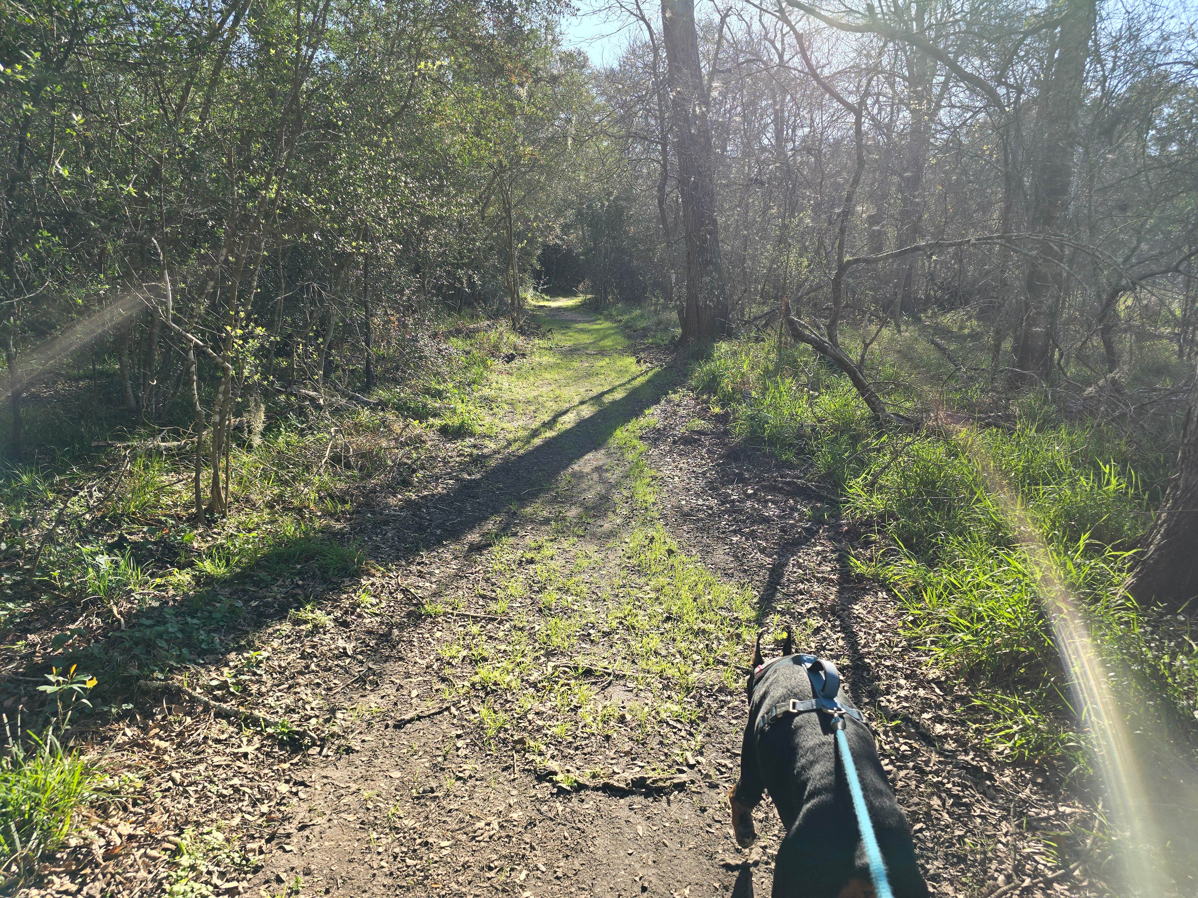Charles &.'s photo of camping with pets at Brazos Bend State Park Campground near Friendswood, TX
