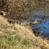 Review photo of Brazos Bend State Park Campground by Charles &., February 28, 2024