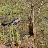 Review photo of Brazos Bend State Park Campground by Charles &., February 28, 2024