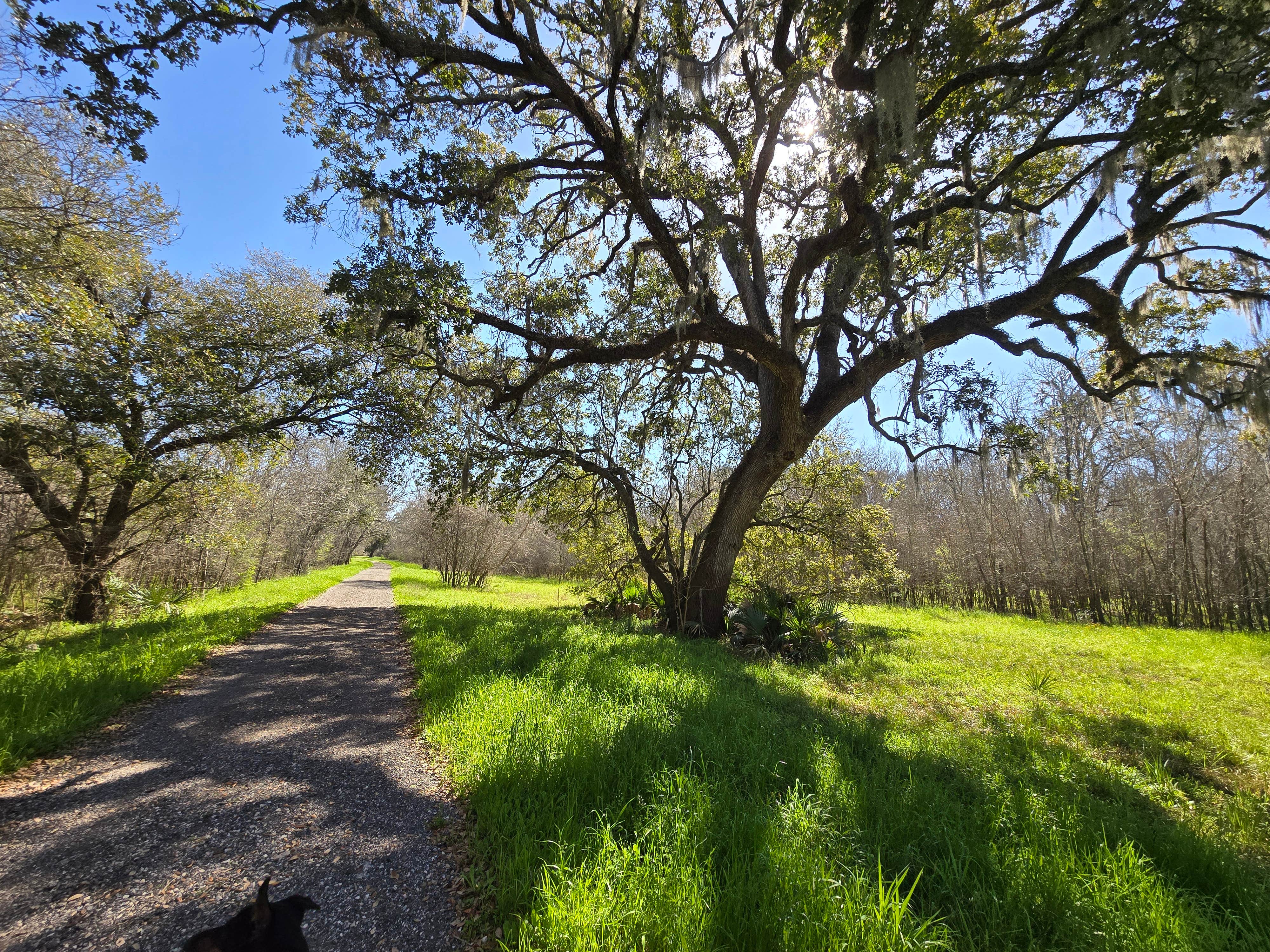 Charles &.'s photo of camping with pets at Brazos Bend State Park Campground near Bay City, TX